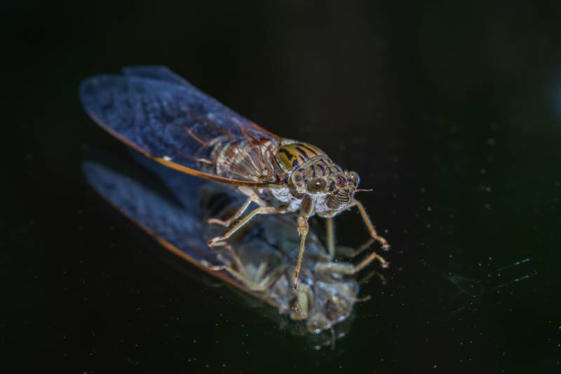 Cicada3301 勒索病毒它与 ALPHVBlackCat 有多类似？ 媒体